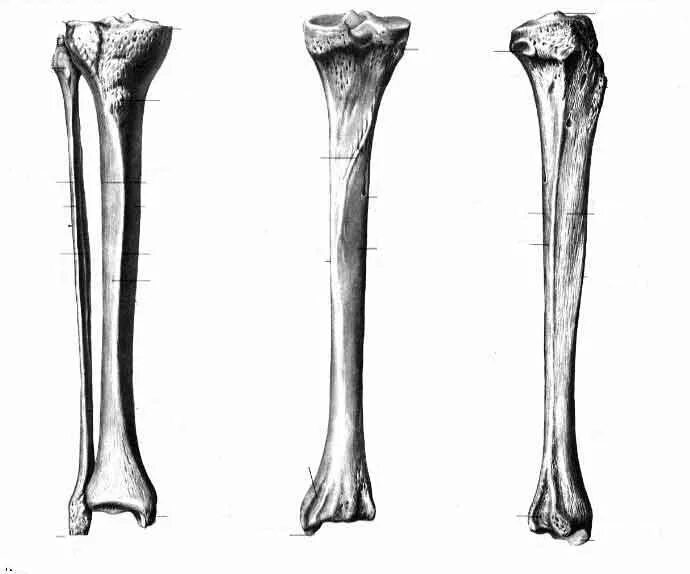 Большеберцовая кость анатомия. Большая берцовая кость анатомия. Малоберцовая кость анатомия. Большеберцовая кость анатомия че.