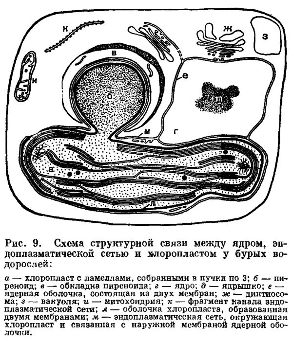 Схема строения клетки водоросли. Клетка бурых водорослей. Строение клеток микроводорослей. Строение клетки бурой водоросли.