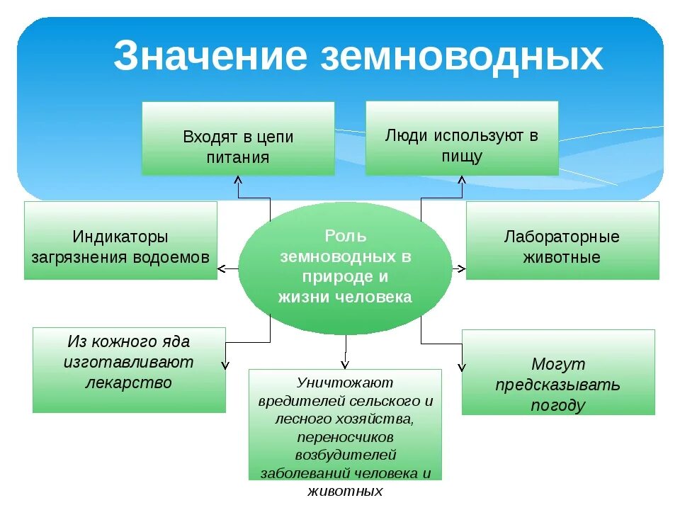 Какое значение земноводных в жизни человека. Значение земноводных. Значение земноводных в природе. Значение земноводных в природе и для человека. Значение земноводных в природе и жизни человека.