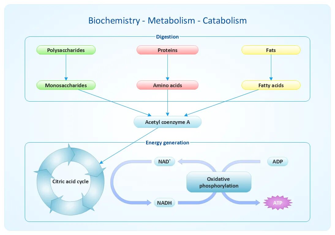 Metabolism Biology. What is metabolism. Metabolism catabolism. Metabolic processes.