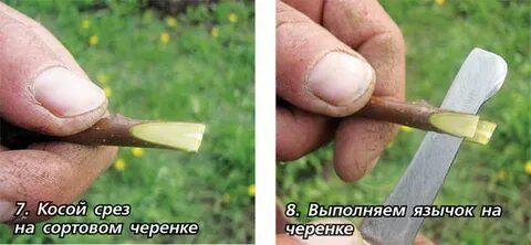Косой срез черенка