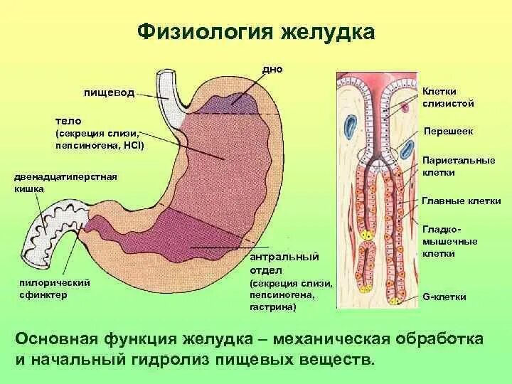 Желудок функция отдела. Строение 12 перстной кишки и желудка. Клетки пилорического отдела желудка. Клетки слизистой оболочки желудка секретируют. Париетальные клетки слизистой оболочки желудка секретируют.