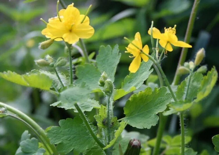 Ем чистотел. Chelidonium majus. Чистотел растение. Chelidonium. Хелидониум (чистотел).. Чистотел большой (Chelidonium majus l.).