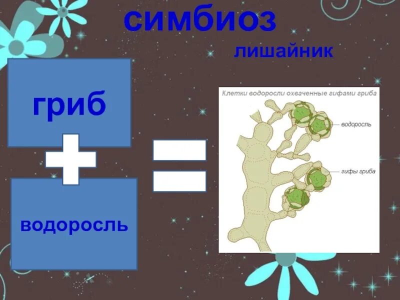 Симбиоз гриба и водоросли схема. Симбиоз гриба и водоросли в лишайнике. Гриб и водоросль в лишайнике. Лишайники симбиоз гриба b водоросли.