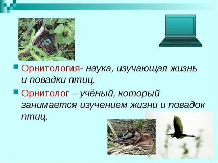 Как называются ученые изучающие птиц