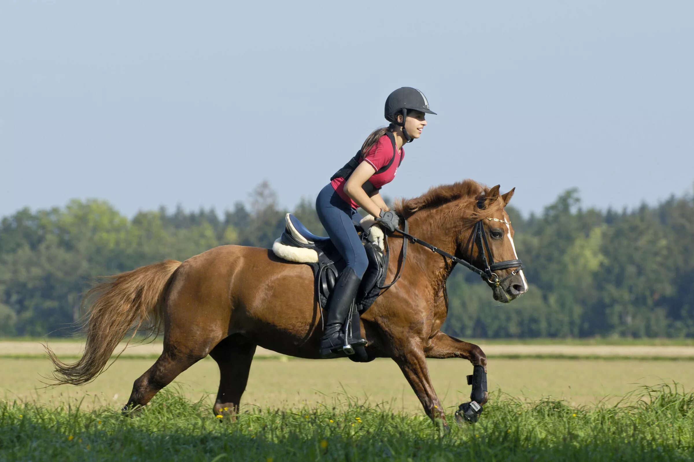 открытки верхом на козе. текст с устаревшими словами. путешественник предложение с этим словом. молодецки ехать верхом найди в предложениях. тройка лошадей.