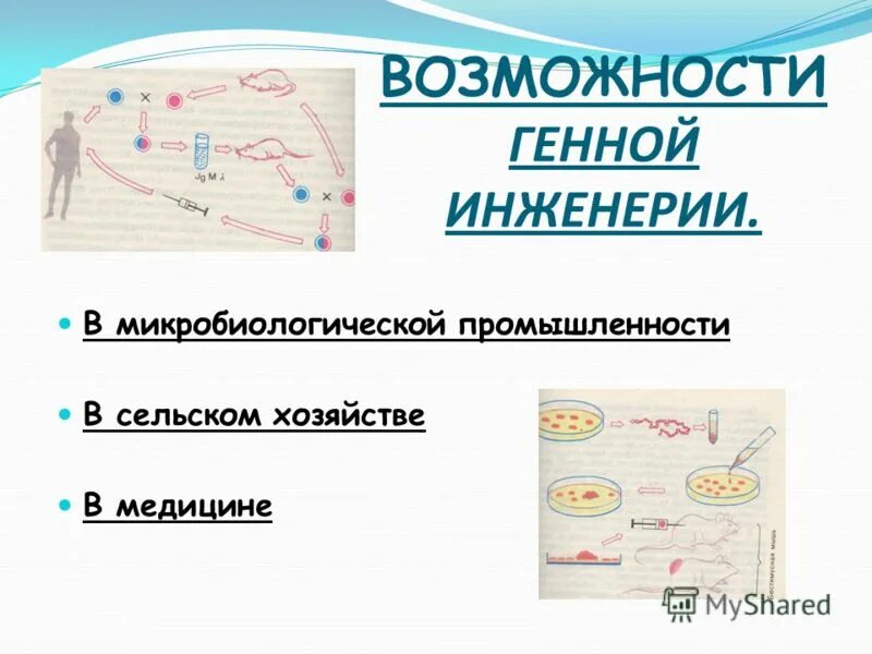 Перспективы генной инженерии. Роль генной инженерии в медицине. Презентация старение человека и возможность бессмертия. Генетическая инженерия возможности. Генная инженерия в селекции.