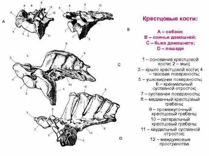 Хвостового отдела тела