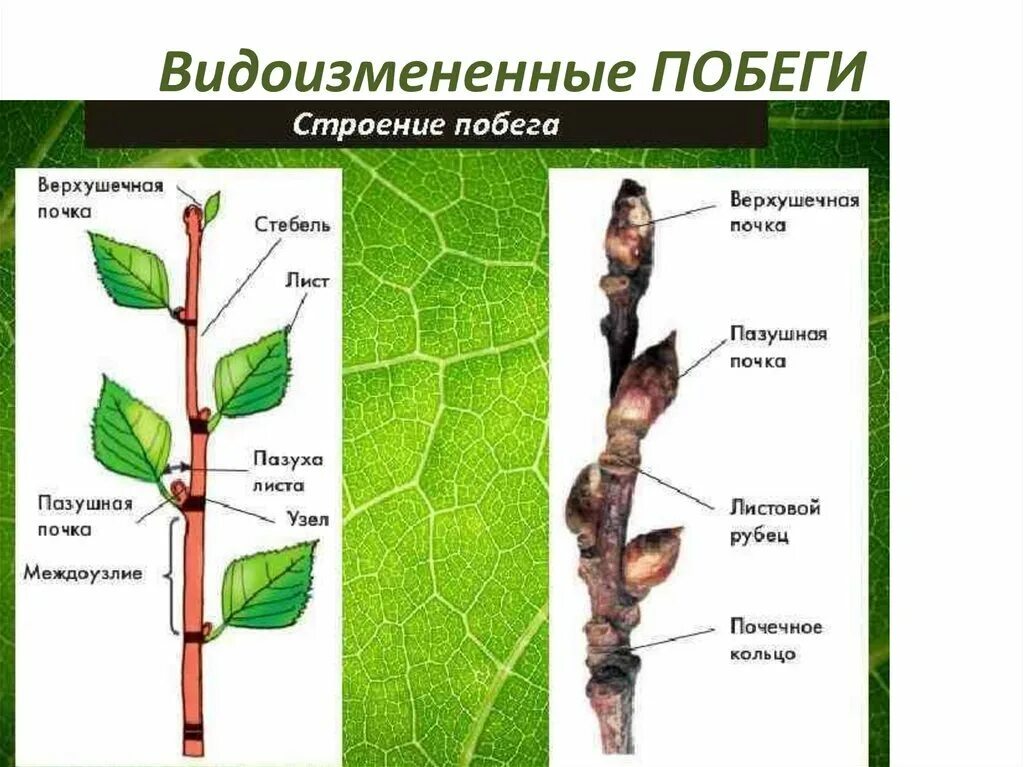 Нарастание листа. Строение ветки березы с побегами. Побег (строение и функции стебля, листа и почки). ПАЗУШНАЯ почка у побега. Строение вегетативного побега.