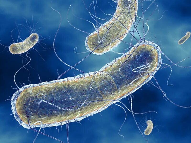 Кишечная палочка Escherichia coli. Bacillus licheniformis. Бактерия Escherichia coli. Bacillus licheniformis колонии. Кишечные палочки какая группа