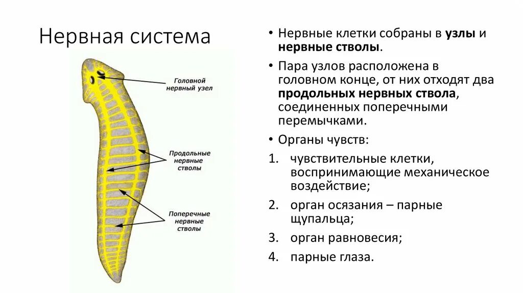 Круглые черви строение нервной системы. Строение нервной системы круглых червей. Кольчатые черви строение нервной системы. Тип плоские черви нервная система.