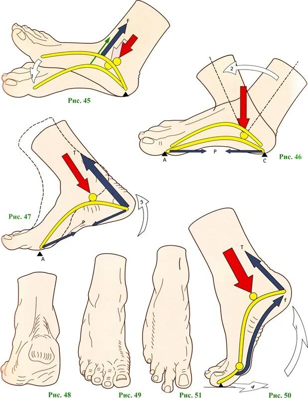 Свод пятки. Движения стопы. Правильная постановка стопы. Правильное движение стопы при ходьбе. Правильная нагрузка на стопу.