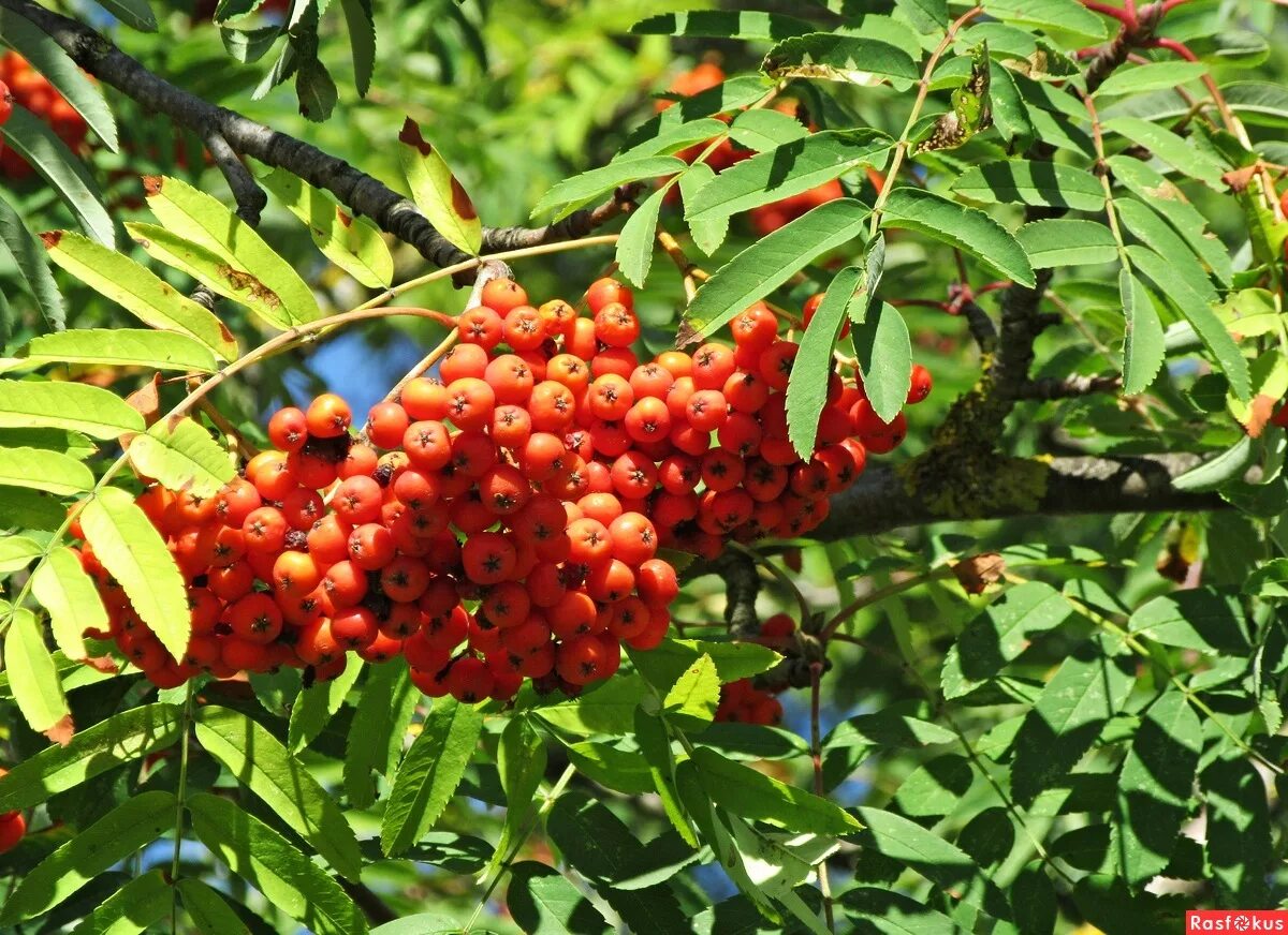 Рябина листья плоды. Рябина обыкновенная Sorbus aucuparia. Рябина обыкновенная (Sorbus aucuparia l.). Рябина обыкновенная с10. Рябина обыкновенная "Моравская" дерево.