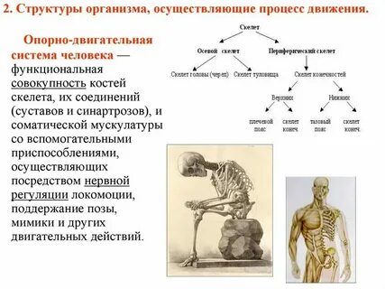 Органы движения строение