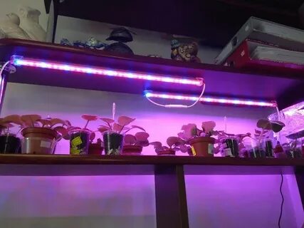Правильная фитолампа