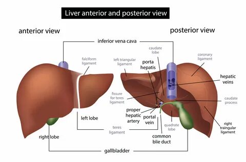 Appointment for liver elastography.