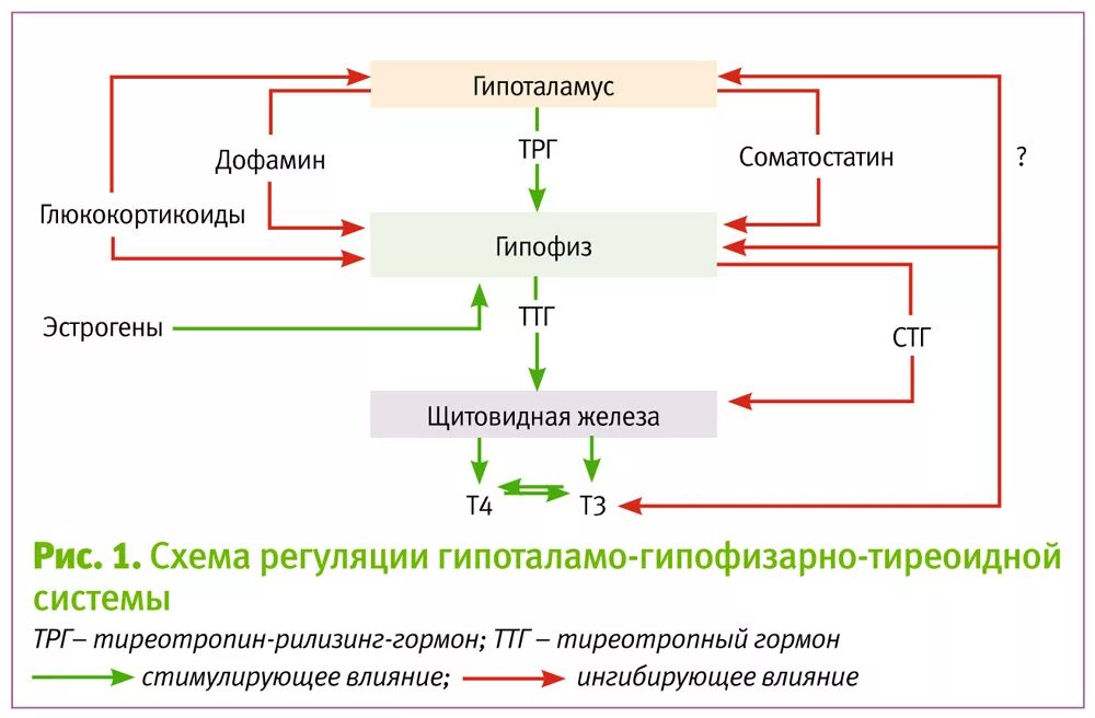 Функции гормона т3. Регуляция деятельности щитовидной железы. регуляция активности гормонов щитовидной железы. гормональная регуляция воспалительного процесса. гормоны щитовидной железы функции регуляция.