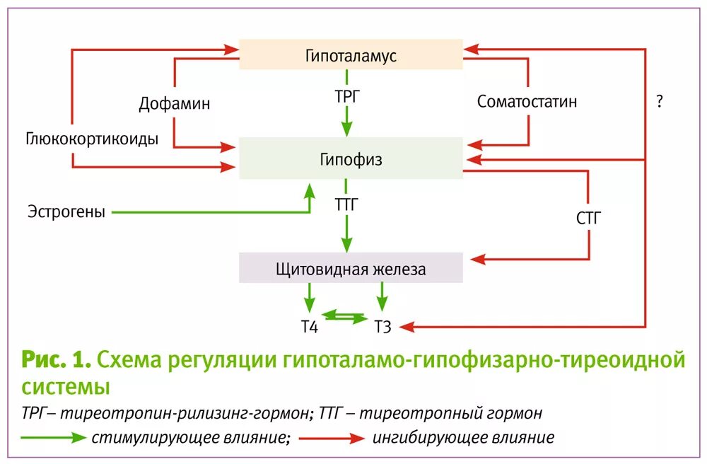 Гормональная регуляция воспалительного процесса. Регуляция деятельности щитовидной железы. Препараты снижающие ТТГ. Гормональная регуляция щитовидной железы.