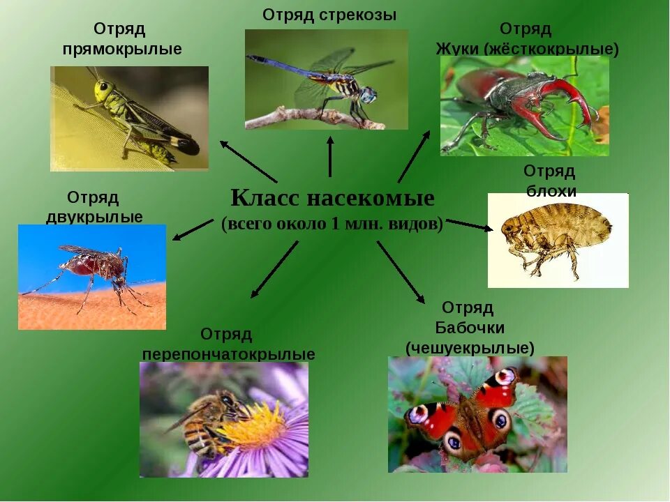 Представители насекомых. Класс насекомые. Представители класса насекомые. Многообразие насекомых 7 класс.