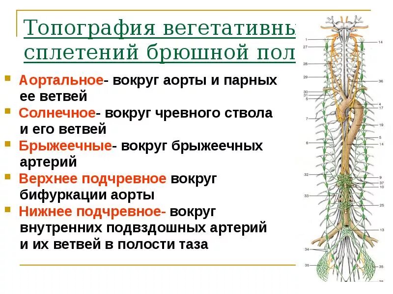 Узлы симпатического ствола анатомия. Топографию центральных отделов вегетативной нервной системы. Топография нервных волокон. Схема поясничного отдела симпатического ствола.