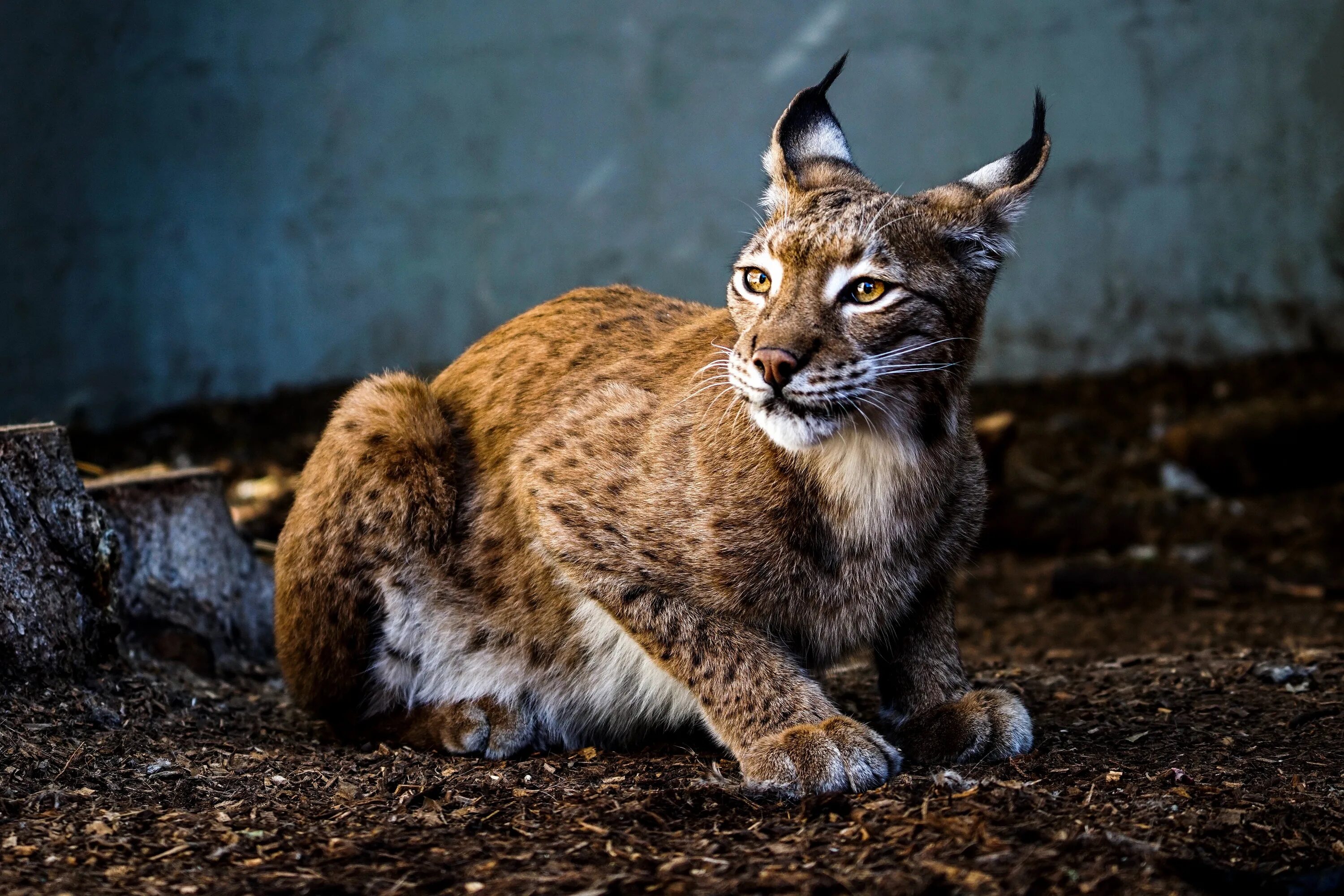 рысь чита. рысь хср гайд. рысь линкс. глаза рыси. рысь хср гайд.