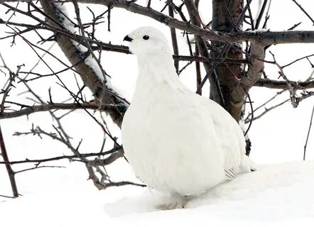 Настоящий белый
