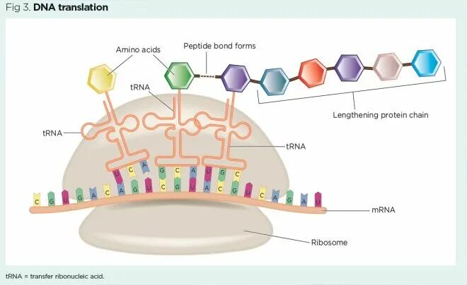 DNA translation. DNA MRNA TRNA Amino acid\. DNA схема помещения. Генетик близ. Dna перевод