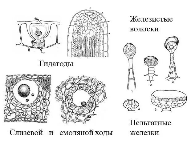 Выделительные ткани растений схема. Ткани растений выделительная ткань. Выделительная ткань растений строение. Выделительные секреторные ткани растений