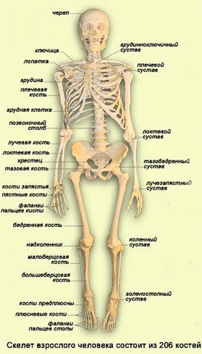 Название трех костей. Строение скелета человека. Скелет человека с названием костей. Строение костей человека схема. Скелет тела человека наименования.