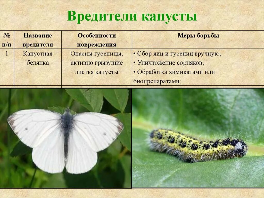 Систематическое положение капустной белянки. Гусеница бабочки капустная белянка. капустница белянка. гусеница капустницы белянки. личинка гусеницы капустной белянки.