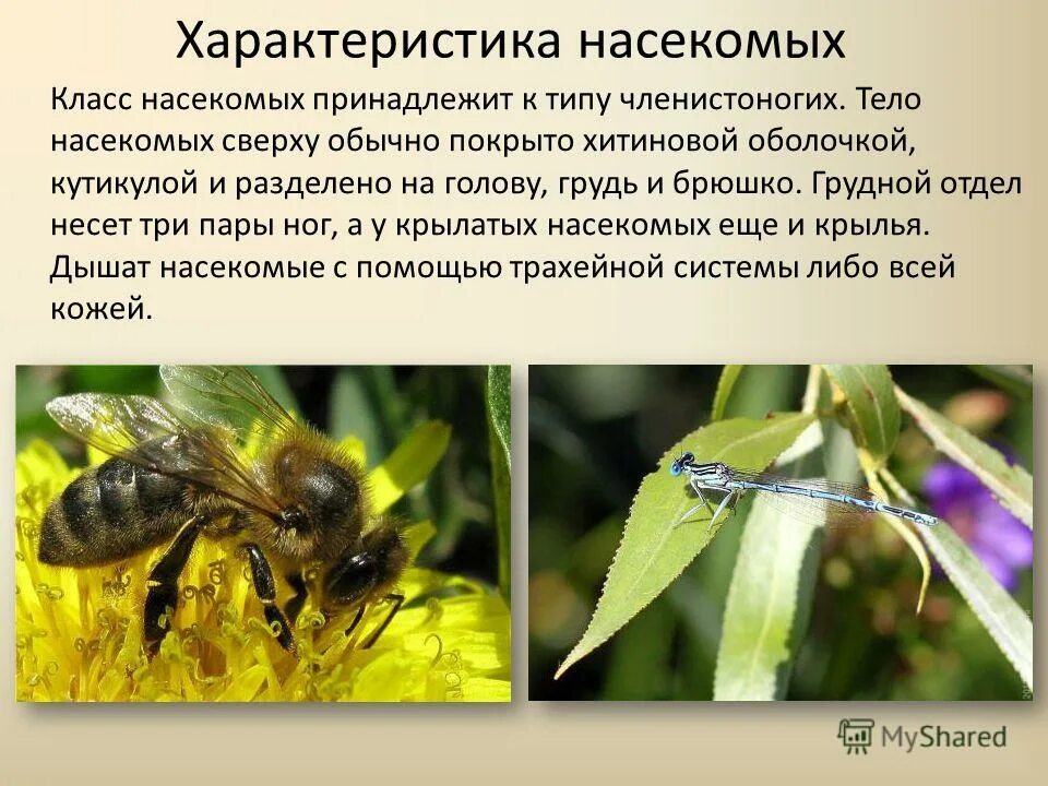 Характеристика насекомых 7 класс биология. Класс насекомые общая характеристика. Класс насекомые общая характеристика. Общая характеристика насекомых 7 класс биология. Особенности класса насекомые.