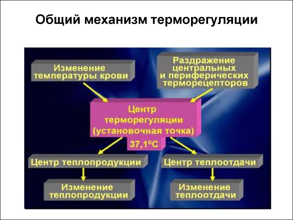 Какие структуры участвуют в терморегуляции организма человека. Механизмы терморегуляции. Терморегуляция физиология. Физиологические механизмы теплорегуляции. Терморегуляция общий механизм.