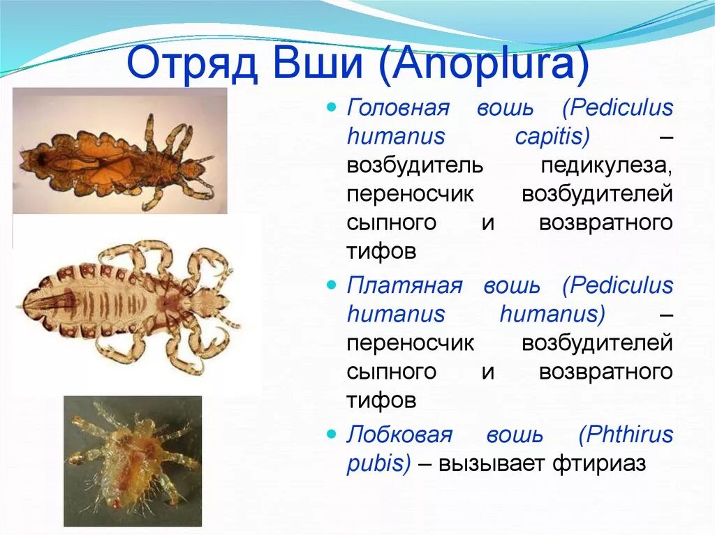 Какой тип метаморфоза характерен для человеческой блохи. Головная и платяная вошь строение. Представители вшей 7 класс биология. Особенности отряда вши таблица. Характерные признаки отряда вши.