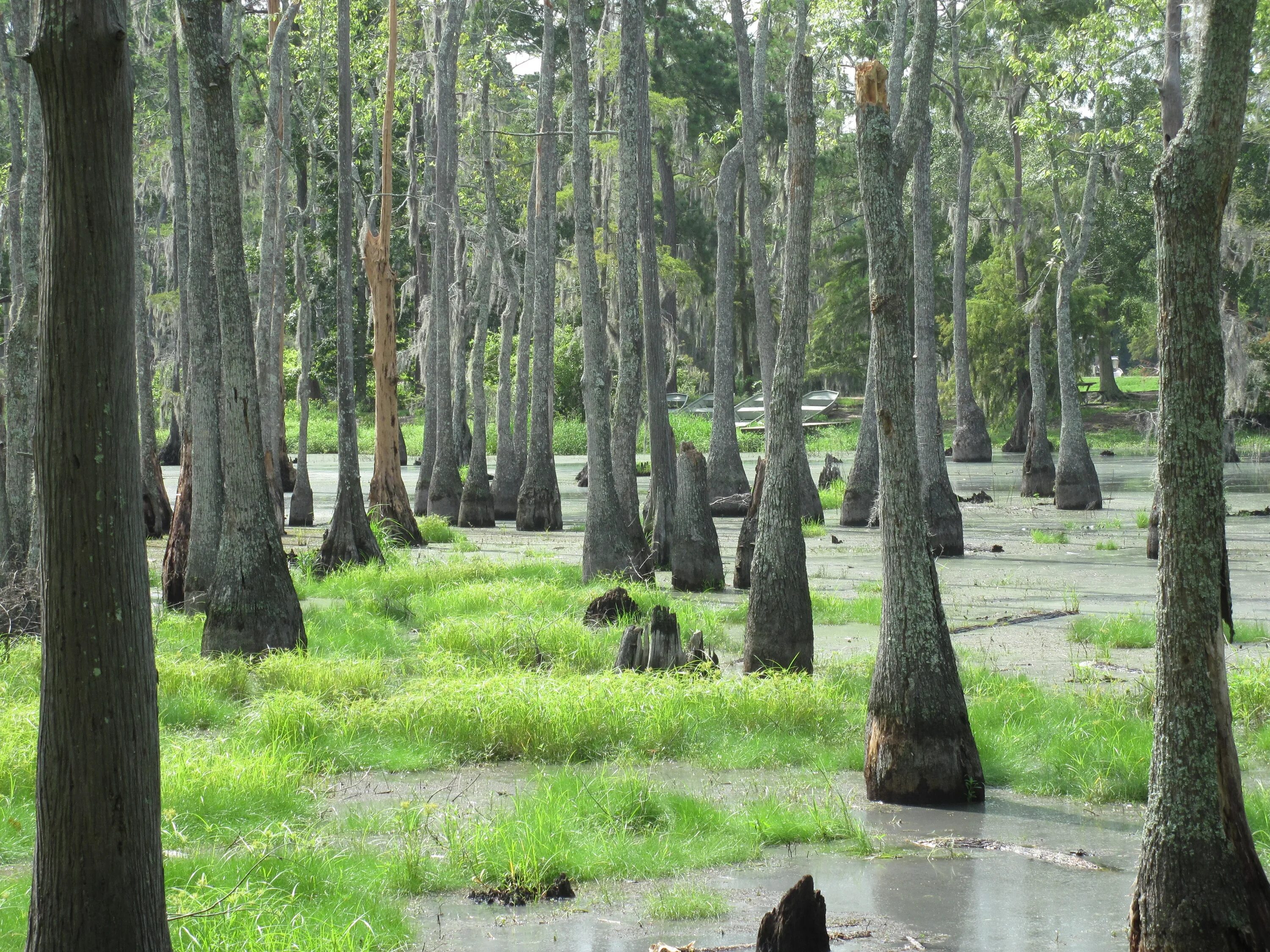 Болотистое дерево. Swamp Marsh. Болотные деревья. Болотный парк. Деревья на болотистой местности.