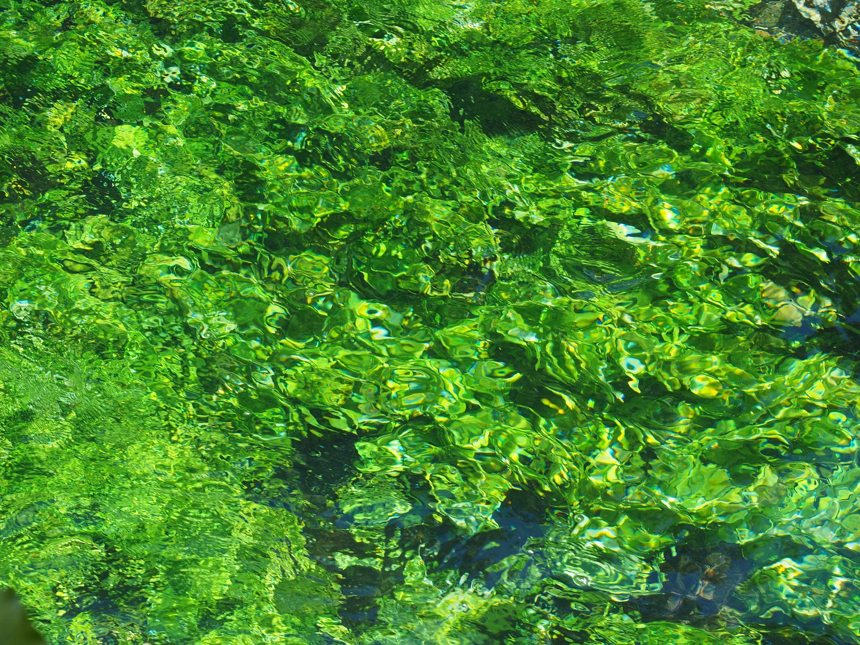 Водные растения. Зелёные водоросли. Поверхность воды. Зеленая вода текстура.