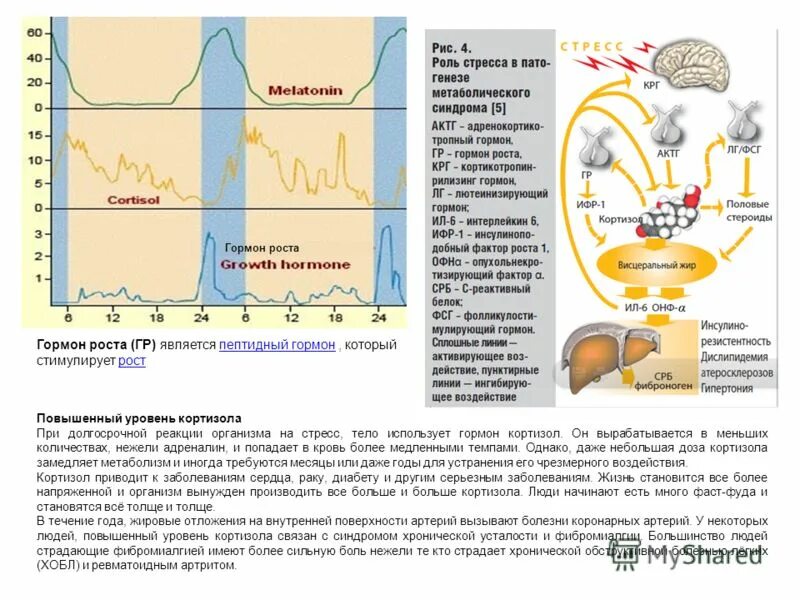 Повышенный уровень кортизола. Адреналин и кортизол — гормоны стресса. Схема выработки кортизола. Показатели кортизола при стрессе. Секреция кортизола.