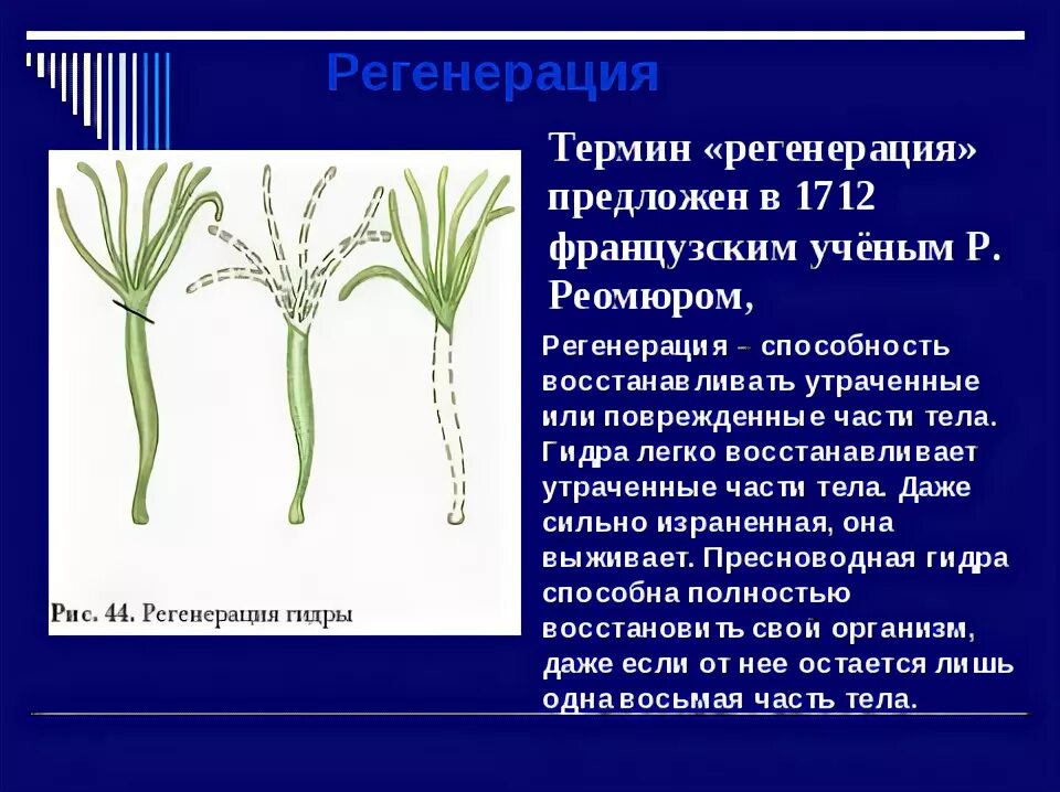 Регенерация гидры