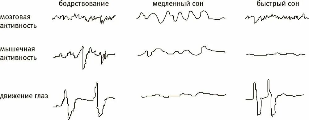 Фазы быстрого и медленного сна. Электроэнцефалограмма быстрого и медленного сна. Быстрая фаза и медленная фаза сна. Медленная и быстрая фазы СН. Чем характеризуется медленный и быстрый сон