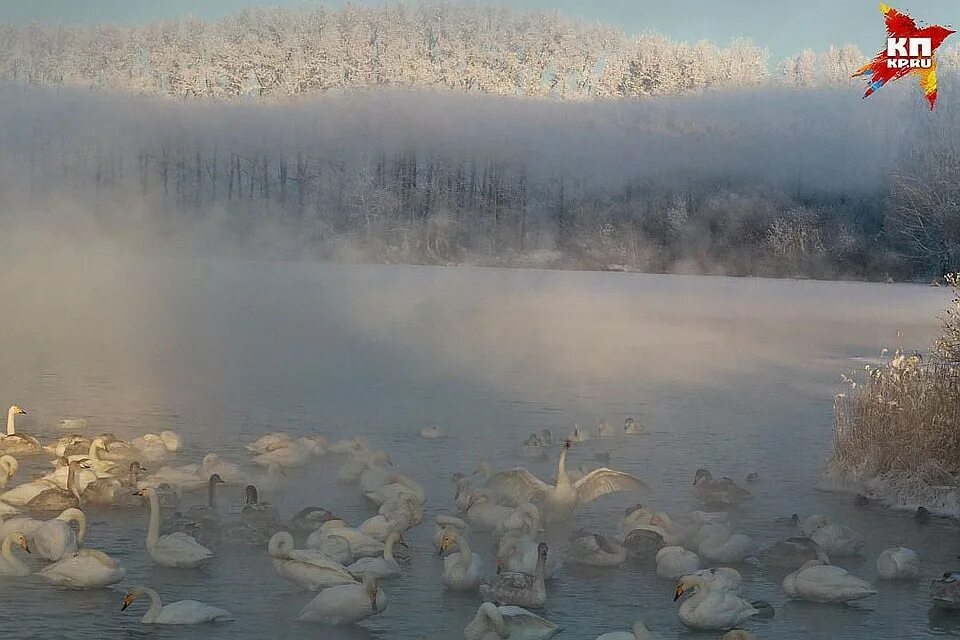 Лебединый заказник белокуриха. Лебединый заказник озеро светлое. Лебединый заказник алтай. Голубые озера алтая замерзли. Лебединое озеро архангельск.