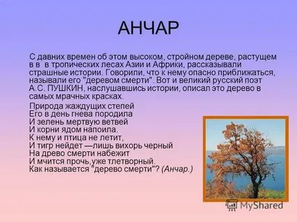 Анчар это