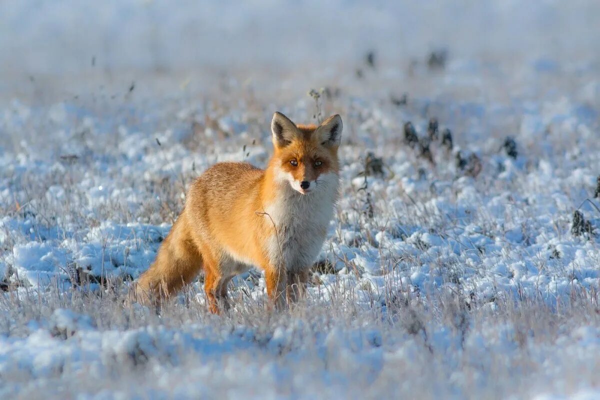 В какой природной зоне россии встречается лисица. Лисы в тундре. Лиса зимой. Полярная лисица.