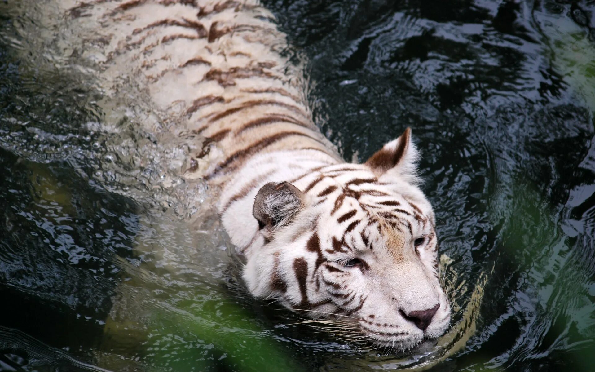 Заставка на рабочий стол двигающиеся. Тигр альбинос. Белый тигр. Водный тигр. Тигр в воде.