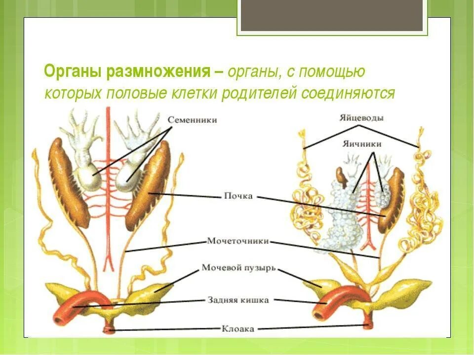 Типы органов размножения. Система органов размножения земноводных. органы размножения рыб. половая система лягушки. половая система органы.