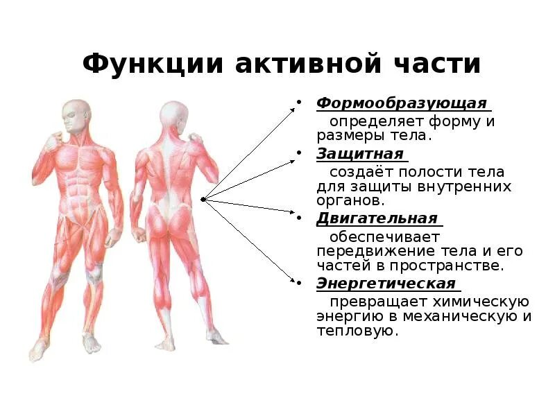 Мышечная система человека. Опорно - двигательный аппарат. Функции опорно-двигательного аппарата. Активная часть опорно-двигательного аппарата. Влияние физических упражнений на опорно-двигательный аппарат