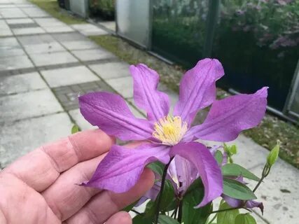 Клематис стар ривер