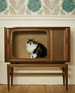 Котейка тв