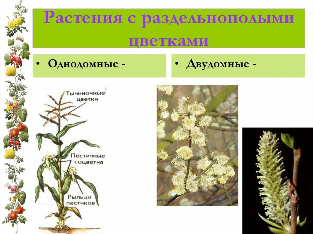 Обоеполые однодомные двудомные. Однодомные и двудомные растения. Однодомные и двудомные цветки. Однодомные раздельнополые растения. Однодомные и двудомные растения биология 6.