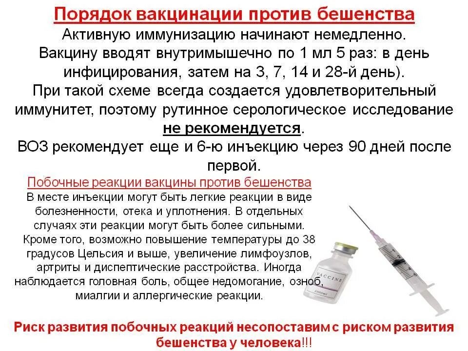 Через сколько после вакцины. Проводила Введение вакцины. Прививок от бешенства. Реакция на прививку от бешенства. От бешенства вакцина сроки прививок.