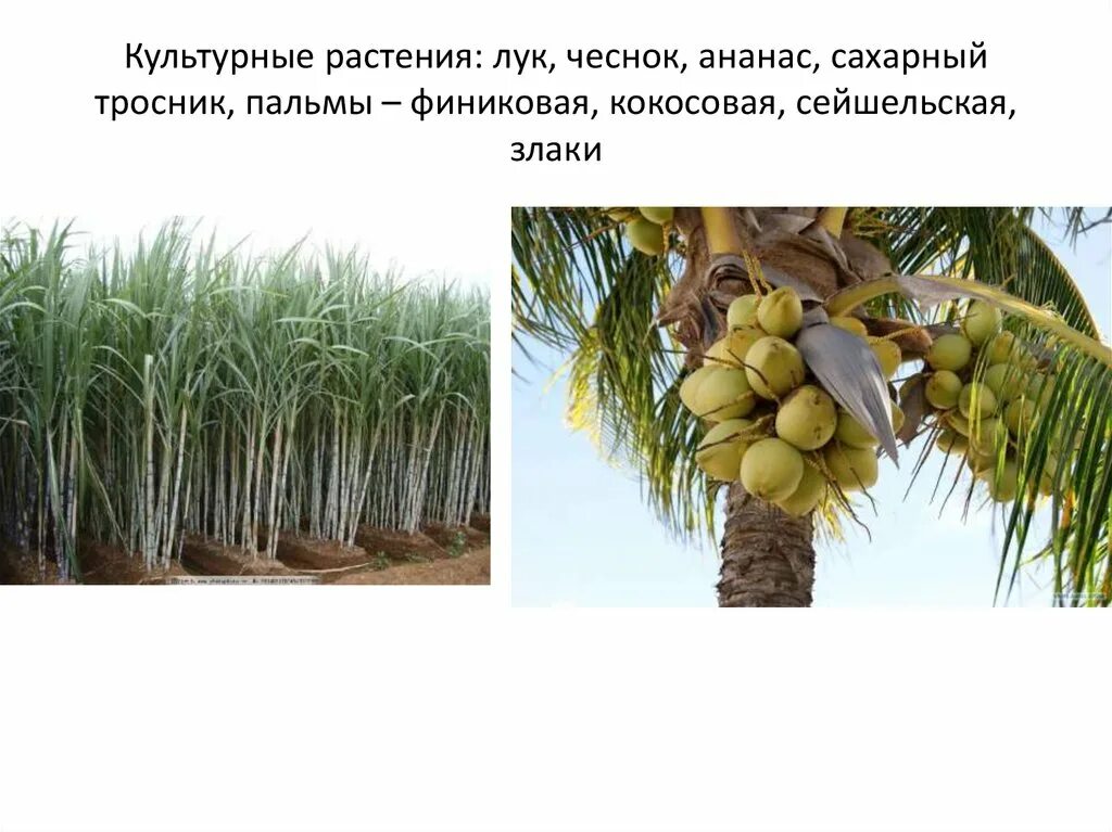 Пальма однодольное растение. Однодольные растения кокосовая. однодольные семейство пальмовые. культурные растения кокос. однодольные растения пальма.