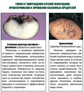 Экспериментатор произвел закладку клубней картофеля на зиму
